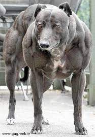 rotvaydir buyuk hali beyaz google da ara big dog breeds silly dogs dog breeds