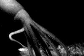 Giant squid are carnivorous mollusks that have a long, torpedo shaped body. A Rare Video Of The Giant Squid Reveals That It Creeps Into A Jellyfish In The Deep Sea Jioforme
