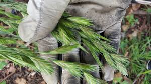 Image result for Bromus catharticus