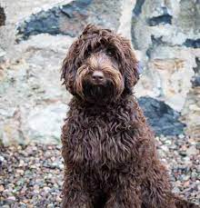 Australian labradoodle puppies for sale scotland. Lomond Hills Labradoodles Australian Labradoodle Puppies For Sale