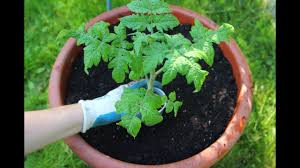 Even more important than warm air temperature, they like warm those put directly in a pot will show new growth almost immediately, indicating (of course. The Best Tomatoes To Grow In Pots Planting Tomatoes In Containers Container Gardening Youtube