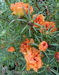 La portulaca (portulaca oleracea l.) è una pianta erbacea succulenta della famiglia delle portulacaceae. Portulaca Grandiflora Moss Rose Perslane Purslane Toptropicals Com