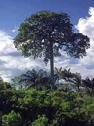 The trees produce large, heavy pods that have an outer shell, and inside are the brazil nuts. Brazil Nut Wikipedia