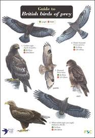 Birds Of Prey Digital Release Date Uk Guide To British Birds Of Prey British Birds Of Prey Birds Of Prey Birds