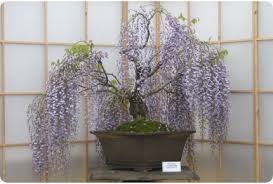 Image result for Bolusanthus speciosus