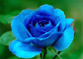 Maybe you would like to learn more about one of these? Gambar Bunga Mawar Biru Flores Bonitas Fotos De Flores Flores Aniversario
