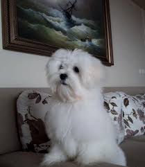 tatli ev kopegi yavru kopek kopek renkler