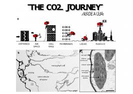 Proteins are imperative for the structure of all cell parts, and are oxygen is needed for cellular respiration which occurs in the mitochondria. Following The Co2 Joruney Thro Image Eurekalert Science News Releases