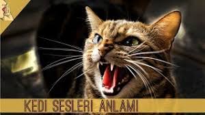 Kedilerin Sesleri Ne Anlama Geliyor Gercek Kedi Sesi Cat Meow Sound Kedisesi Kedi Kediler