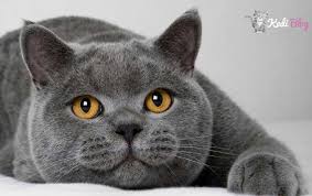British Shorthair Icin En Iyi 5 Kedi Mamasi 2020 Kedi Blog