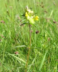 See more ideas about prairie flower, wildflower seeds, flowers. Yellow Rattle Seed Rhinanthus Minor Wild Flower Lawns And Meadows Wild Flower Lawns And Meadows