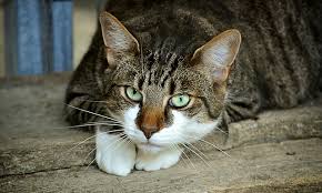 Now, on to the name picking. 100 Most Popular Cat Names And More Ilovepets Com