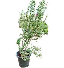 Image result for Sesbania quadrata