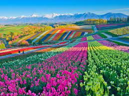 Maybe you would like to learn more about one of these? Field Of Flowers Letterpile