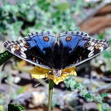 Image result for Monanthotaxis afra