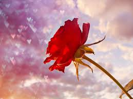 Hd desktop wallpapers | 4k hd » nature » rose love. Lovely Rose Red 3d Rose Love Flower Hd Wallpaper Peakpx