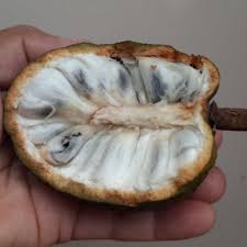 Image result for Annona