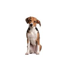 We did not find results for: Beagle Puppies Petland Racine Wi