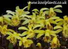 Pleione forestii