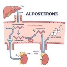 Image result for Aldosterone
