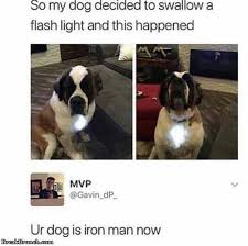 Iron Man Dog Loldog Funnypicture Visit Breakbrunch Com For More Funny Animal Memes Marvel Funny Funny