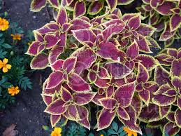 Stained glassworks tilt a whirl coleus. Plectranthus Aka Coleus Premium Sun Crimson Gold Coleus Painted Nettle