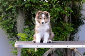 However, unlike humans, not all pets require regular grooming. The Benefits Of Mobile Dog Grooming Nubreed