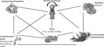 Some people with norovirus infection show no signs or symptoms. Advances In Understanding Of Norovirus As A Food And Waterborne Pathogen And Progress With Vaccine Development Sciencedirect