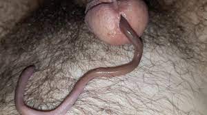 Worm in penis porn