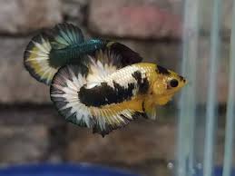 A Little Yellow Fancy Copper Plakat Tail In 2020 Betta Fish Types Betta Fish Betta