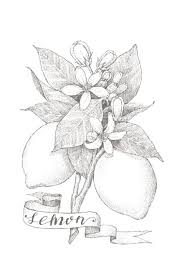 Thousands pictures for downloading and printing! Pin By Handmade By Holly On Coloring Pages In 2021 Flower Sketch Botanical Watercolor Coloring Books