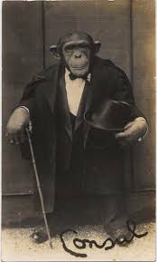 Yo monkey got drip! : ape