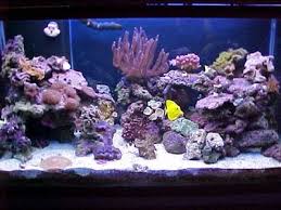 Aquascaping Ideas Help Saltwater Fish Tanks Fish Tank Decorations Aquascape