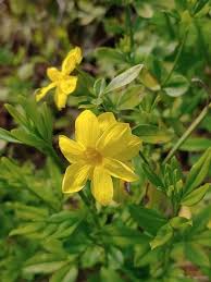 Image result for Jasminum meyeri-johannis