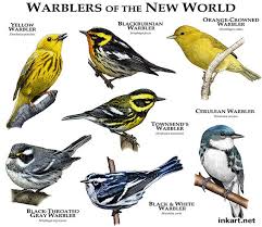 Identification Backyard Birds Of Minnesota Warblers Of The New World Animals Of The World Draw On Photos Beautiful Birds
