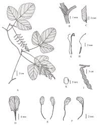 Image result for Dumasia