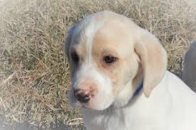 Yellow Tan And White Labrador Puppies For Sale