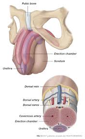 Image result for Erectile Dysfunction