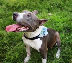 Your donations help us keep the wheels turning and let us continue to rescue and rehome an average of 200 dogs each year. Unbreakabull Pitbull Rescue