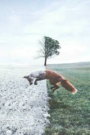 Pin De Zeynep Caliskan En Foxes Fotografia De Mascotas Arte De Zorro Fotos De Zorros