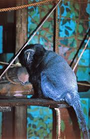 Image result for Monosis conferta