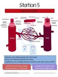 Circulatory System Exhibition Stations By Biology Roots Tpt