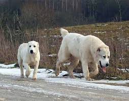 Torkuz Origin Uzbekistan Akbas Asian Dogs Alabai Dog Large Dog Breeds