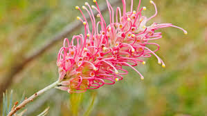 During the flowering season cut back spent flowers to encourage more prolific flowering. Planting Growing And Pruning Grevilleas Bunnings Australia