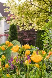 Yellow Flowers And Daylily Ideas For Gardens Top Gardening Blogs And Advice Colorful Garden Ideas Day Lilies Gardening Blog Colorful Garden