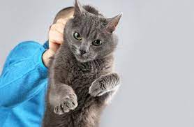 pochemu vrachi zapreshayut bit koshek sibirskie koshki mesta prestupleniya zhivotnye