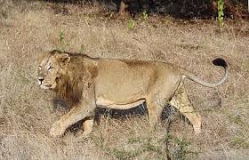 Found in northeastern parts of currently, not much is known about the distribution and sizes of populations in sudan and south. Talk Congo Lion Wikiwand