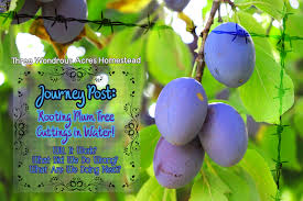 Maybe you would like to learn more about one of these? Journey Update Rooting Plum Tree Cuttings In Winter 3 Wondrous Acres Homestead