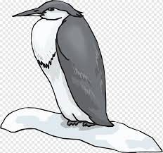 Penguins don't sleep during the day. King Penguin Bird Black And White Winter Birds White Winter Animals Png Pngwing