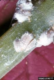 Image result for Mealybug cucumber